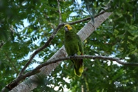 gwundriger Amazonen-Papagei